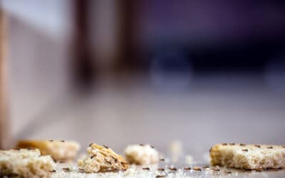 How to Prevent Ants in Your Anniston Home