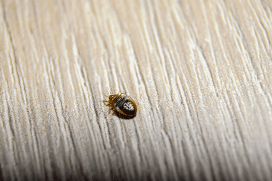 How to Deal with Bed Bugs in My Laurens Home