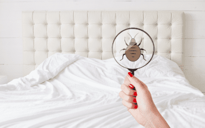 What to Do if You Spot Bed Bugs in Your Augusta Home