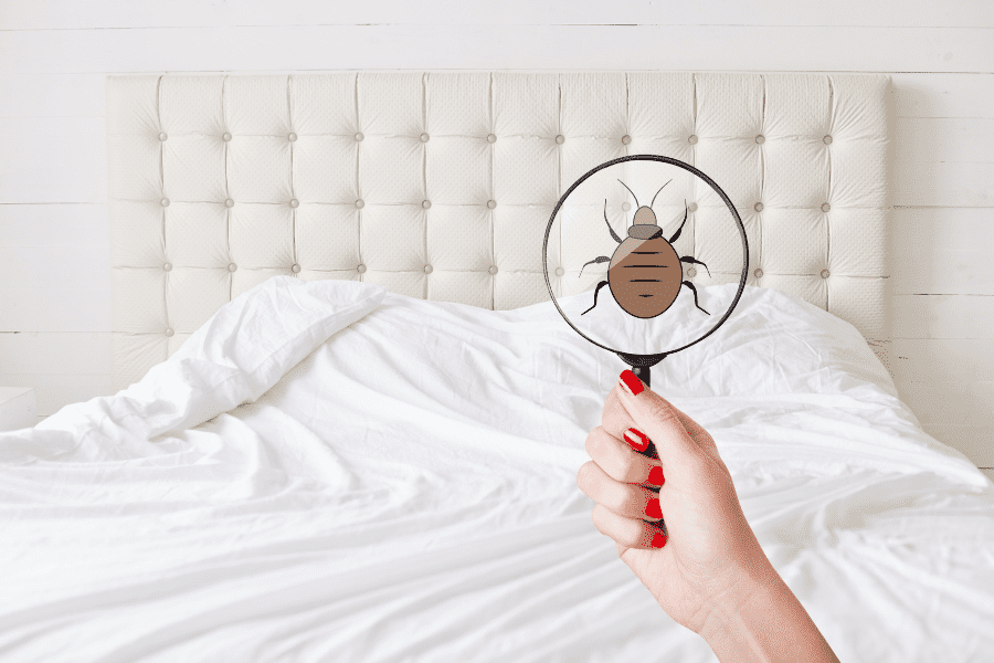 What to Do if You Spot Bed Bugs in Your Augusta Home