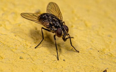 What Kind of Fly is That?