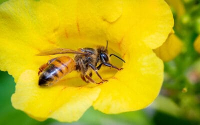 The Importance of Honeybees and Their Honey