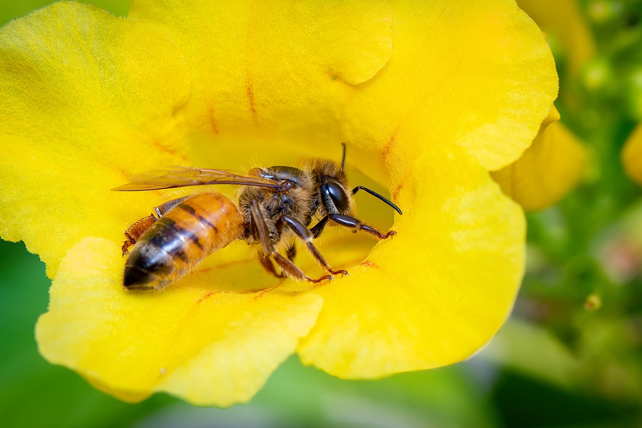 The Importance of Honeybees and Their Honey