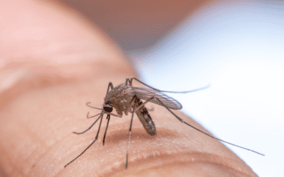 Is Green Mosquito Treatment Effective?