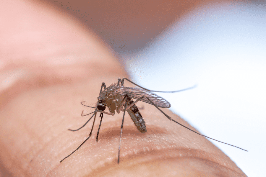 Is Green Mosquito Treatment Effective?
