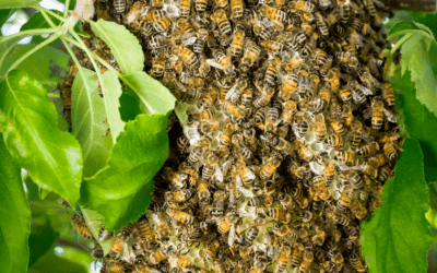 Colony Collapse Disorder and How it Affects Bees