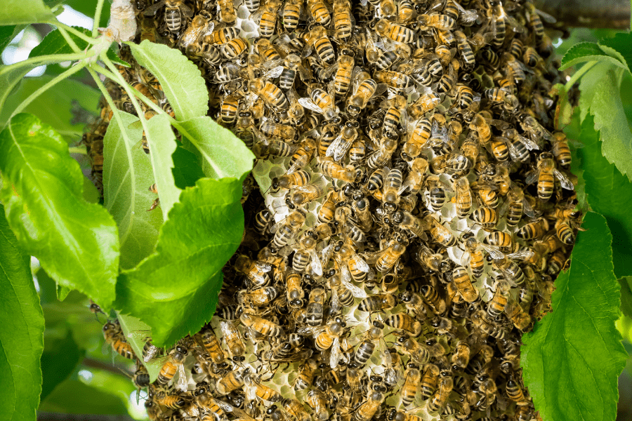 Colony Collapse Disorder and How it Affects Bees