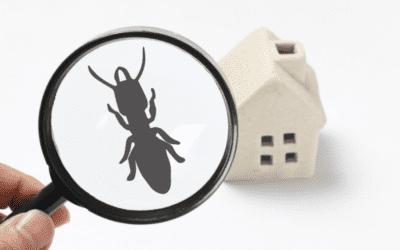 Benefits of Pest Control for Your Laurens Home