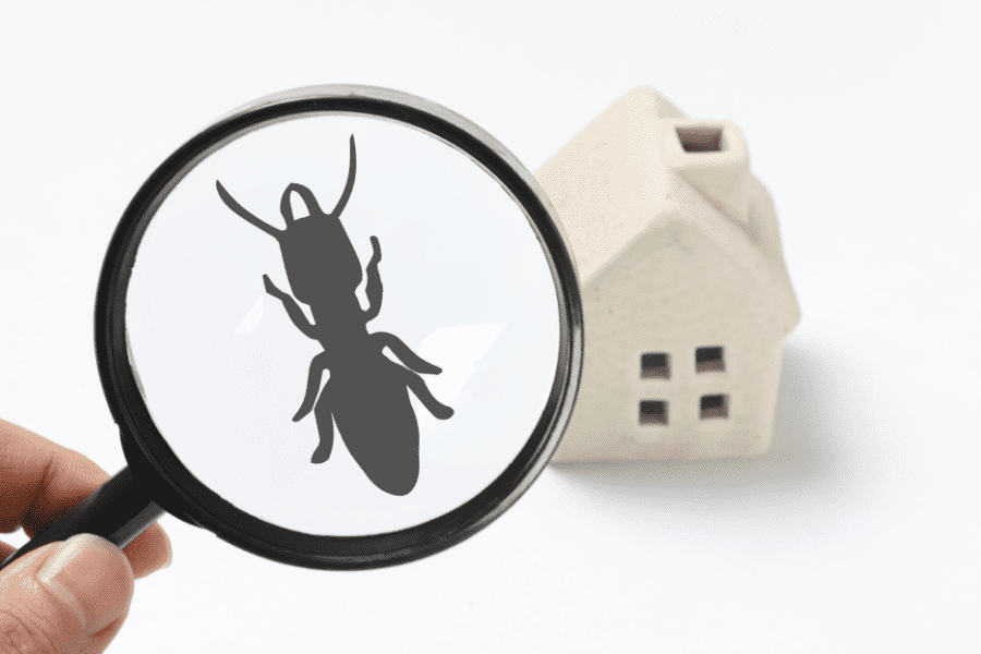 Benefits of Pest Control for Your Laurens Home