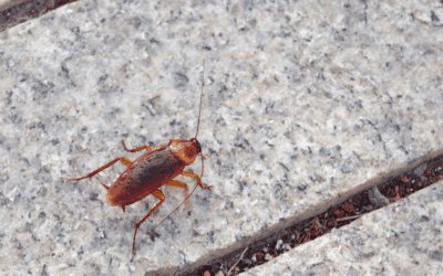 How to Keep Cockroaches Out of My Laurens Home