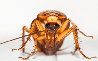 Getting Rid of Roaches in your Augusta Home