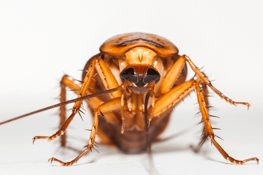 Getting Rid of Roaches in your Augusta Home