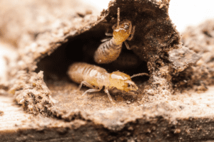 Signs of termites