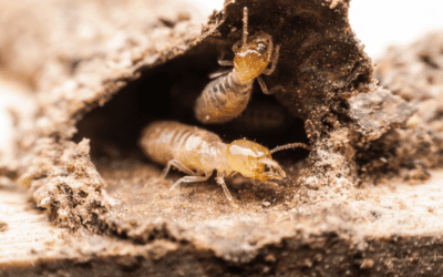 3 Easy Termite Signs Around Your Augusta Home