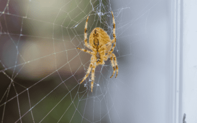 Why Are Spiders in My Augusta Home?