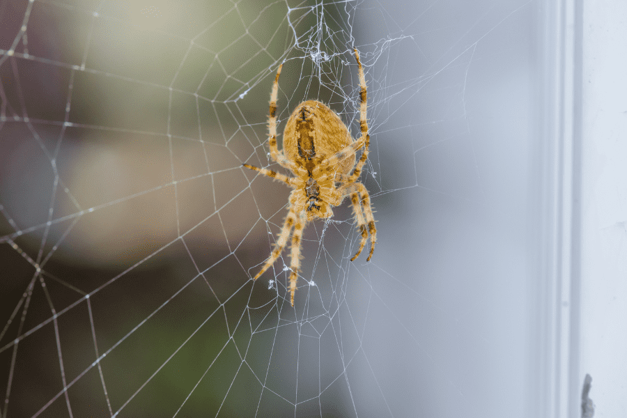 Why Are Spiders in My Augusta Home?