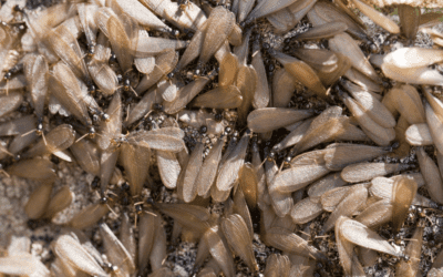 Swarming Termites Vs. Flying Ants