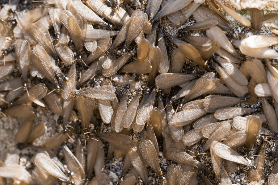 Swarming Termites Vs. Flying Ants