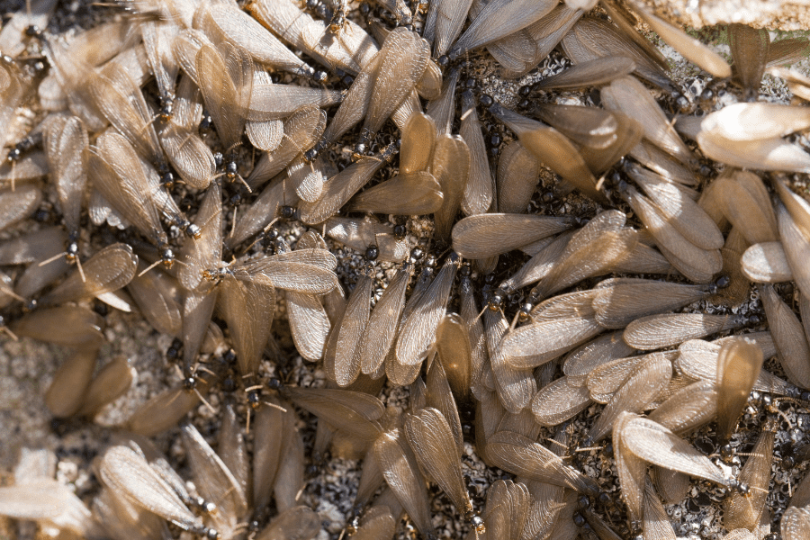 swarming termites