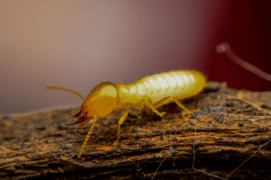 Termite Control