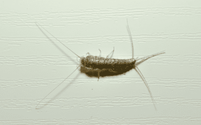 Top 3 Winter Pests to Lookout for in Laurens, S.C.