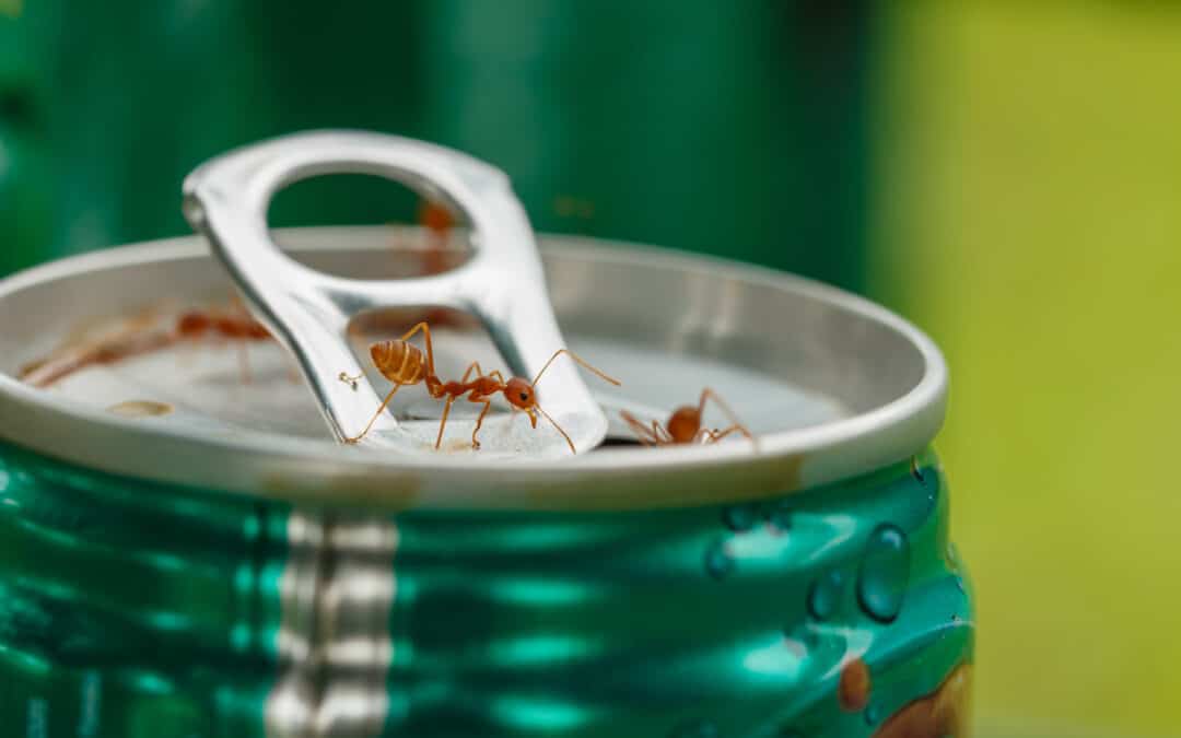 How to Deal with Ants in Your Murfreesboro Home