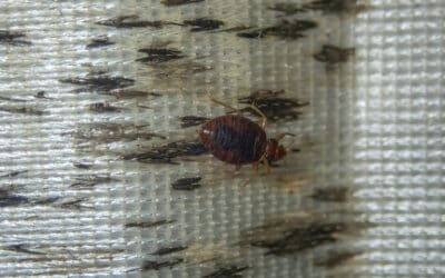 Common Bed Bug Signs in Your Alabama Home