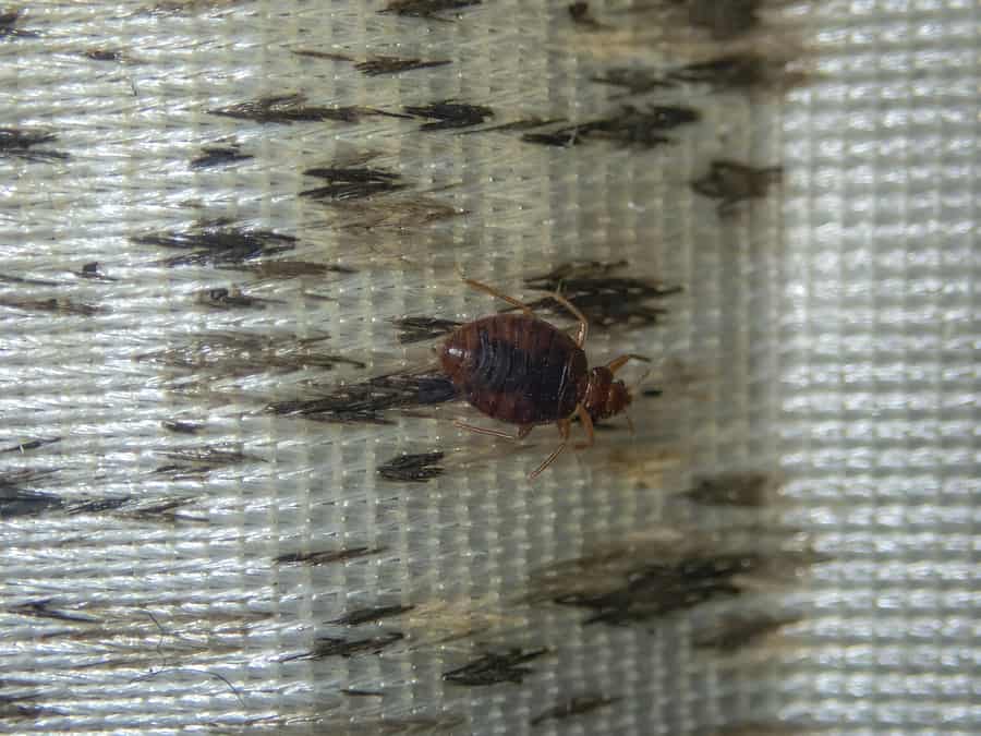 Common Bed Bug Signs in Your Alabama Home