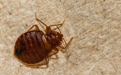 How Did Bed Bugs Invade my Murfreesboro Home?