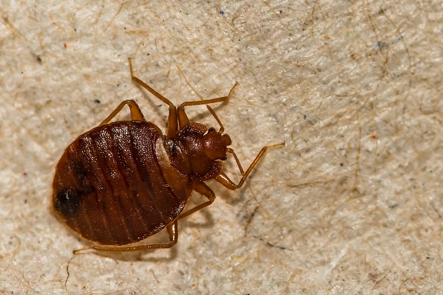 How Did Bed Bugs Invade my Murfreesboro Home?