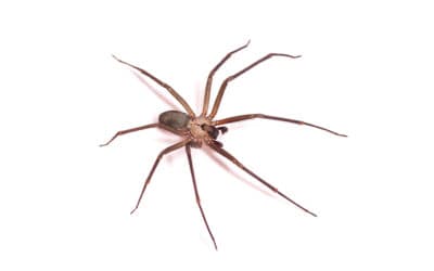 Is that A Brown Recluse in my Murfreesboro Home?