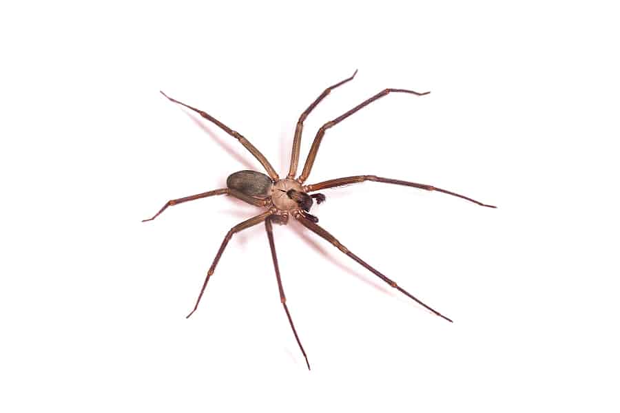 Is that A Brown Recluse in my Murfreesboro Home?