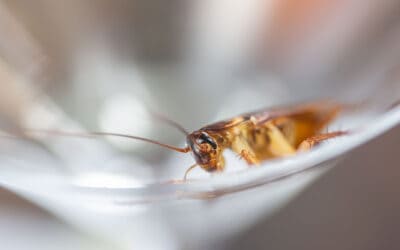 Cockroaches: A Step-By-Step Guide to Prevention
