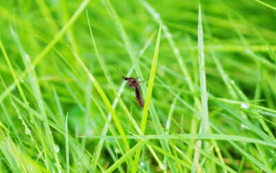 What Attracts Mosquitoes to My Punta Gorda Home