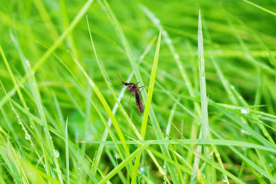 What Attracts Mosquitoes to My Punta Gorda Home