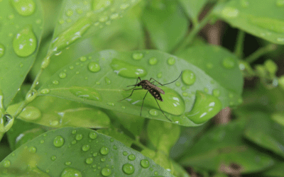 When Does Mosquito Season Begin?
