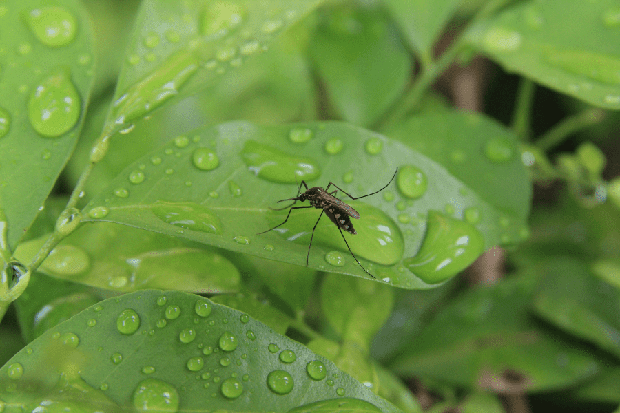 When Does Mosquito Season Begin?