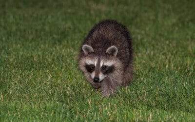 5 Signs You Have A Problem With Raccoons
