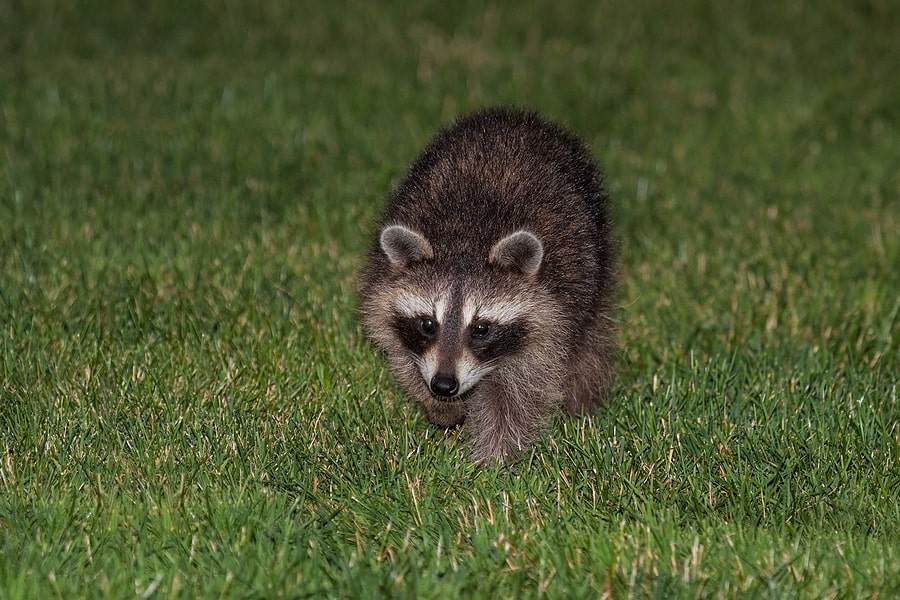 5 Signs You Have A Problem With Raccoons