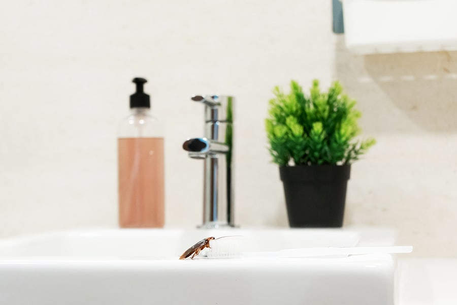 How to Manage Spring Pests in Your Birmingham Home