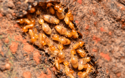 The More You Know: Termites