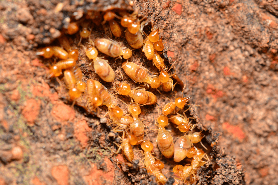 swarming termites