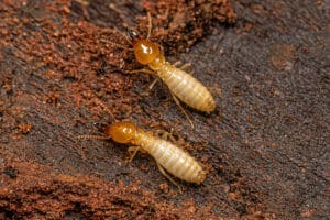 termite control