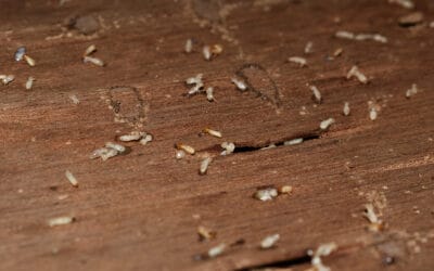 Preventing Termites in Alabama