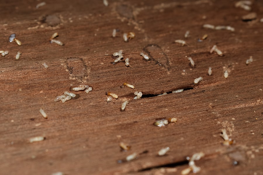 Preventing Termites in Alabama