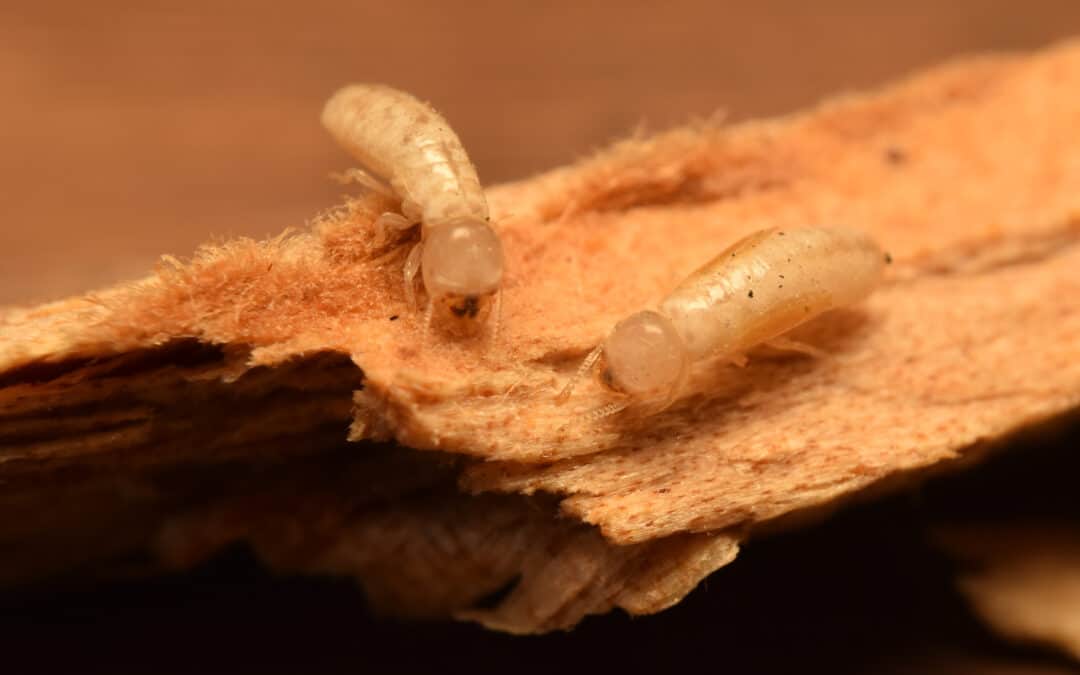 Common Termite Treatment Options in Murfreesboro