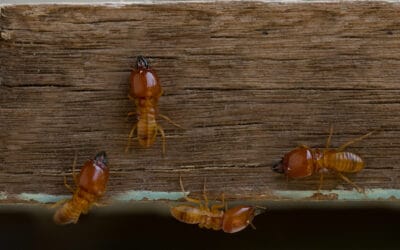 Preventing Termites in Your Murfreesboro Home