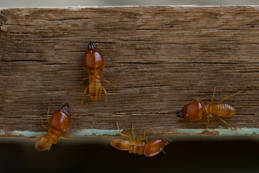 termite prevention