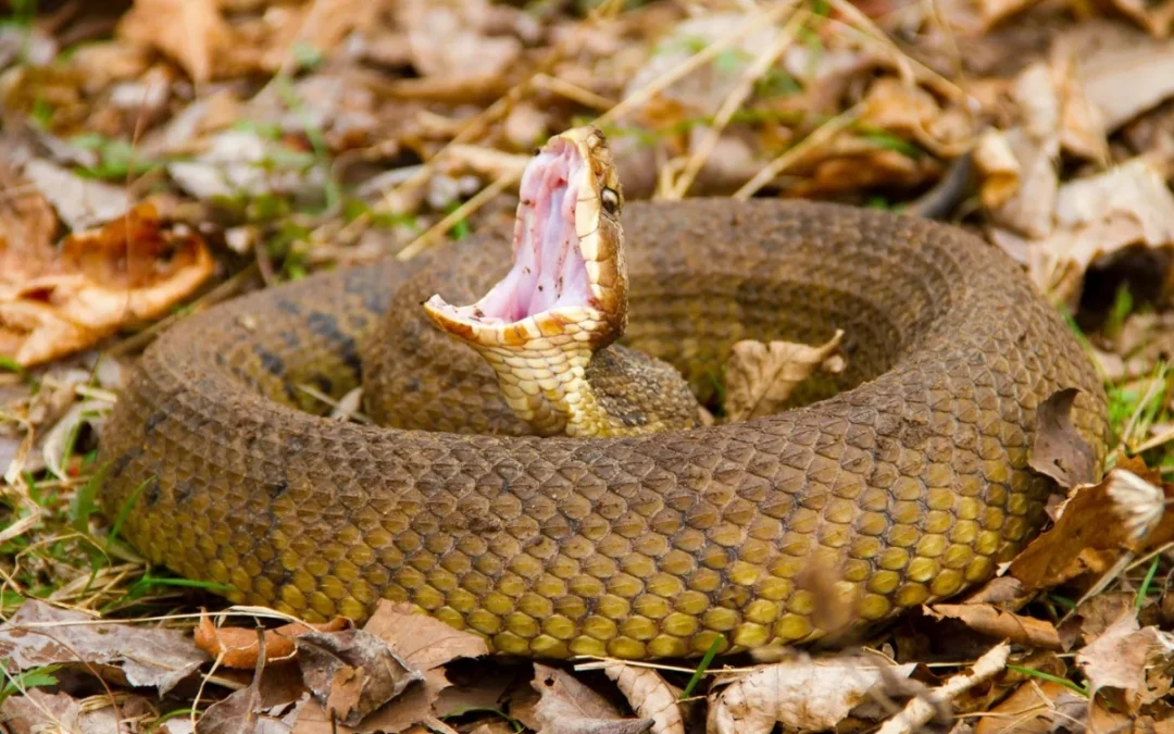 Water Moccasin — How Dangerous Are They & What You Need to Know