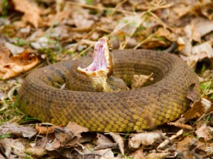 Water moccasin — how dangerous are they and what you need to know. A Northwest Exterminating safety guide for Southeast homeowners.